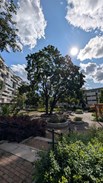 Föreningens vårdträd behöver tas ned 1/1